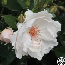 Heirloom Roses Jacqueline du Pré™ Best