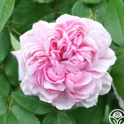 Heirloom Roses Jacques Cartier New