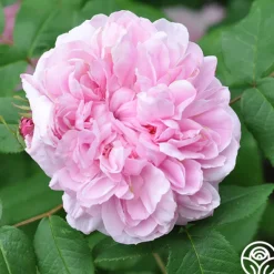 Heirloom Roses Jacques Cartier New