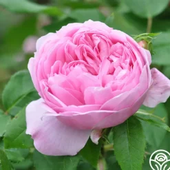Heirloom Roses Jacques Cartier New