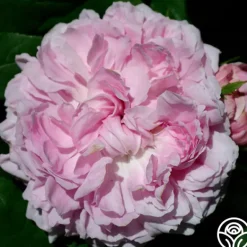 Heirloom Roses Jacques Cartier New