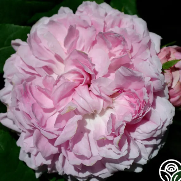 Heirloom Roses Jacques Cartier New