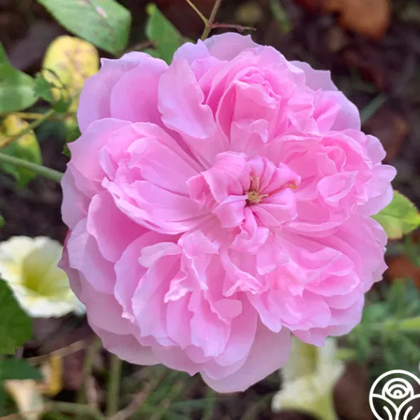 Heirloom Roses Jacques Cartier New