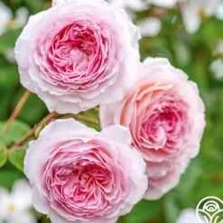 Heirloom Roses James Galway® Online