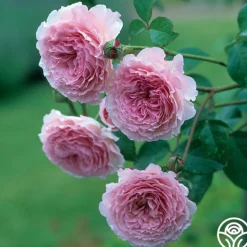 Heirloom Roses James Galway® Online