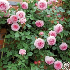 Heirloom Roses James Galway® Online