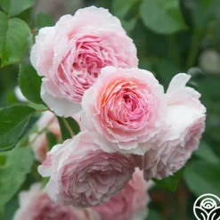 Heirloom Roses James Galway® Online