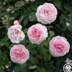 Heirloom Roses James Galway® Online