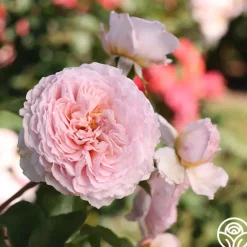 Heirloom Roses James Galway® Online