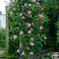 Heirloom Roses James Galway® Online