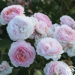 Heirloom Roses James Galway® Online