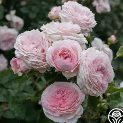 Heirloom Roses James Galway® Online