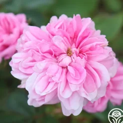 Heirloom Roses James Mitchell Outlet