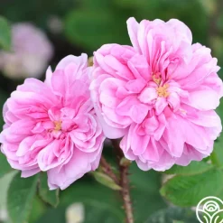 Heirloom Roses James Mitchell Outlet