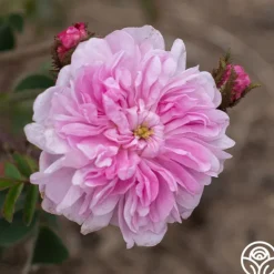 Heirloom Roses James Mitchell Outlet