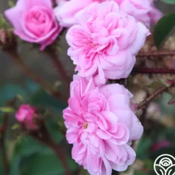 Heirloom Roses James Mitchell Outlet