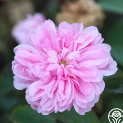 Heirloom Roses James Mitchell Outlet