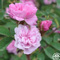 Heirloom Roses James Mitchell Outlet