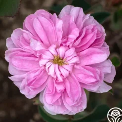 Heirloom Roses James Mitchell Outlet