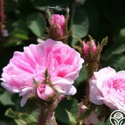 Heirloom Roses James Mitchell Outlet