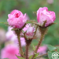 Heirloom Roses James Mitchell Outlet