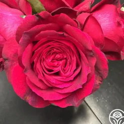 Heirloom Roses Janice Kellogg Outlet