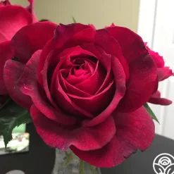 Heirloom Roses Janice Kellogg Outlet