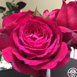Heirloom Roses Janice Kellogg Outlet