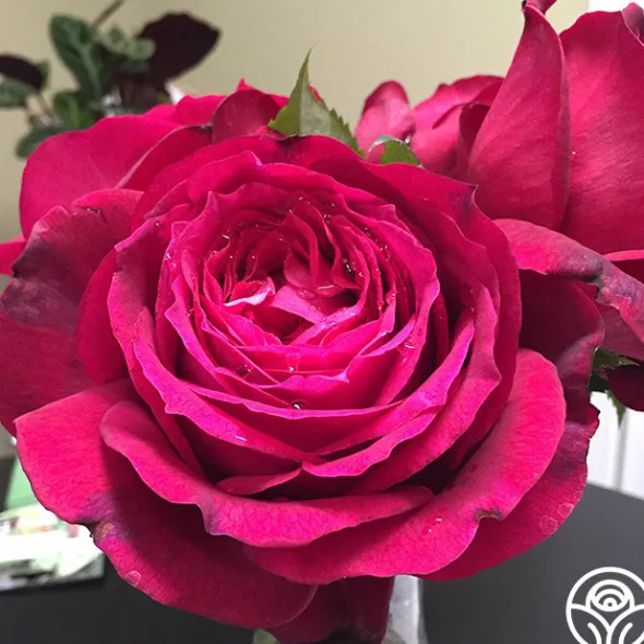 Heirloom Roses Janice Kellogg Outlet