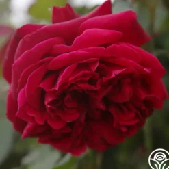 Heirloom Roses Jean Rex Online
