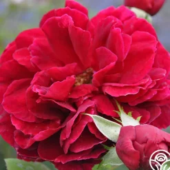 Heirloom Roses Jean Rex Online