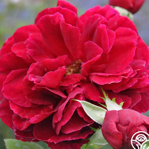 Heirloom Roses Jean Rex Online