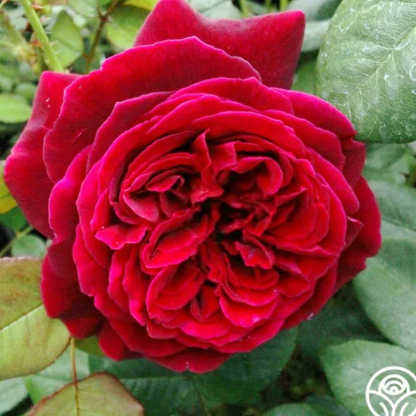 Heirloom Roses Jean Rex Online