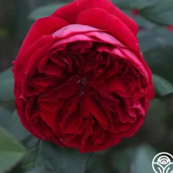 Heirloom Roses Jean Rex Online