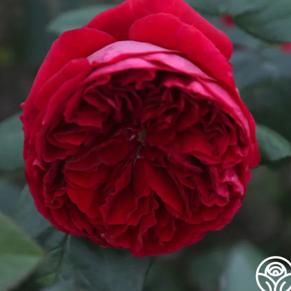 Heirloom Roses Jean Rex Online