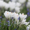 Heirloom Roses Jeanne d'Arc New