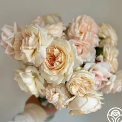 Heirloom Roses Joan Fontaine™ Best