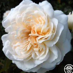 Heirloom Roses Joan Fontaine™ Best