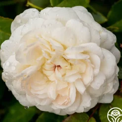 Heirloom Roses Joan Fontaine™ Best