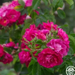 Heirloom Roses John Cabot New