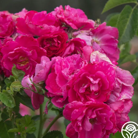 Heirloom Roses John Cabot New