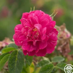 Heirloom Roses John Cabot New