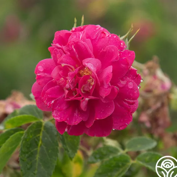 Heirloom Roses John Cabot New