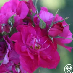 Heirloom Roses John Cabot New