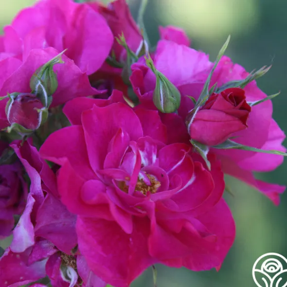 Heirloom Roses John Cabot New