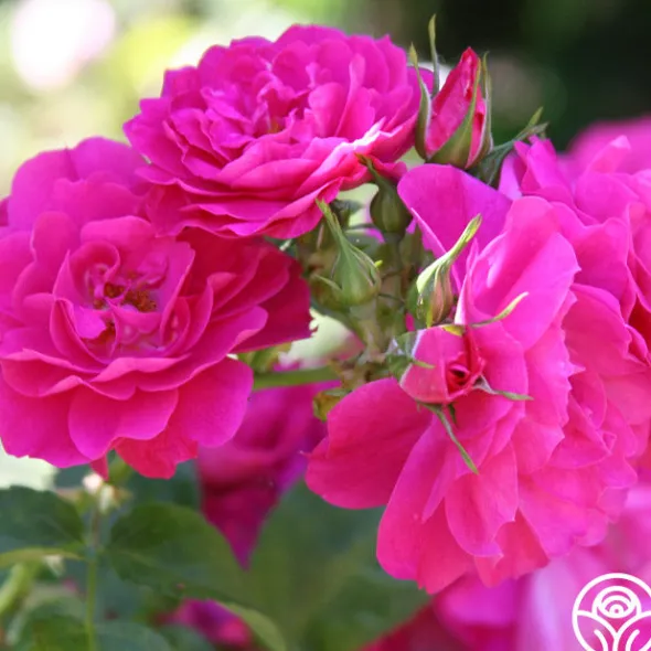 Heirloom Roses John Cabot New