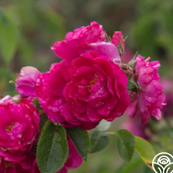 Heirloom Roses John Cabot New