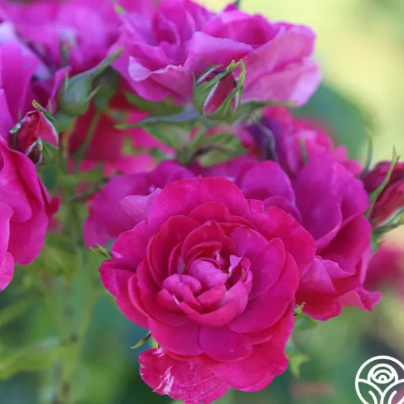 Heirloom Roses John Cabot New