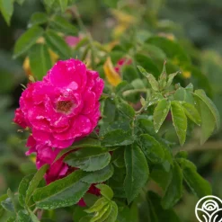 Heirloom Roses John Cabot New