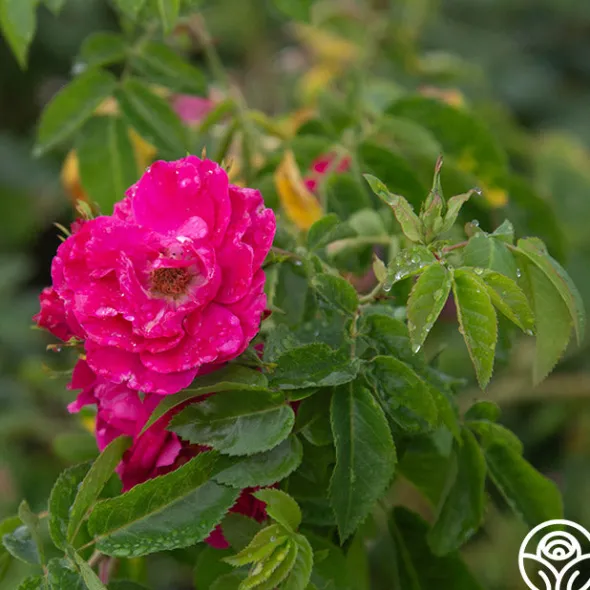 Heirloom Roses John Cabot New